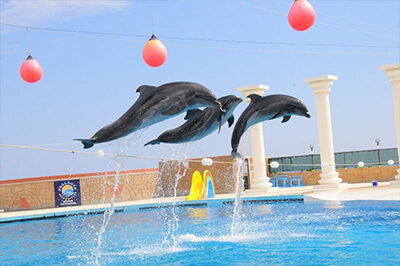 Wakacje z delfinami w Alanyi - delfiny, skok delfinów, pokaz delfinów, basen z delfinami