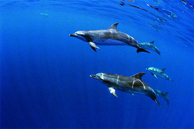 Wakacje z delfinami na Azorach - delfiny, delfiny w wodzie, rodzina delfinów