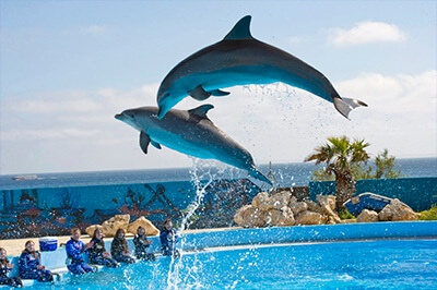 Wakacje z delfinami na Malcie - delfiny, skok delfinów, pokaz delfinów