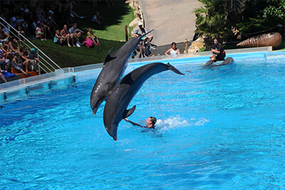 Wakacje z delfinami w Portugalii - pokaz delfinów, delfiny